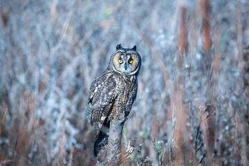 Long Ear Owl