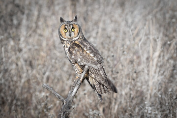 Long Eared Owl