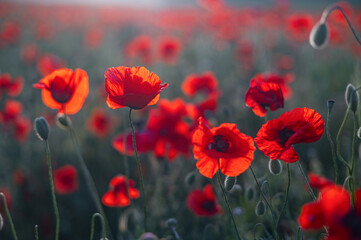 Fototapeta na wymiar Red poppies close-up on an endless field with beautiful sunlight