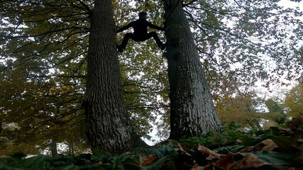 Tree climbing
