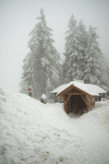 Christmas trees in the snow and next to a house