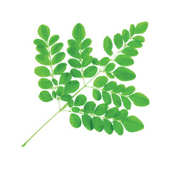 Moringa Leaf Vector