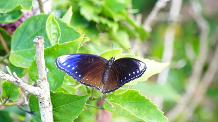 羽を広げるヤエヤマムラサキ
