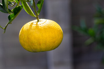 黄色く色づいた柑橘類の果実