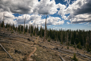 Landscape after a Forest Fire in Colorado