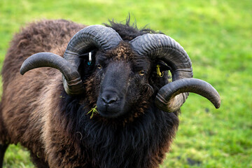 Naklejka premium Aries, the sign of the Zodiac, is represented by the animal the Ram. Male sheep are called rams, the females ewes, immature lambs.In religion as animals of sacrifice, in cultures as symbols of sexual