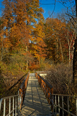 Fototapeta na wymiar Wetlands boardwalk amid autumn colors