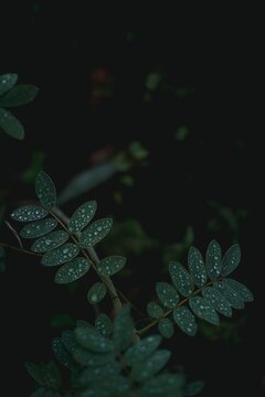 dark & moody green plant with rain water beads on leaves
