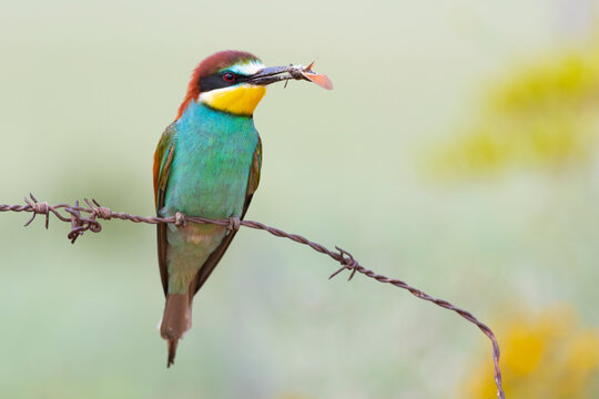 European bee-eater (Merops apiaster) perched on a barbed wire with a butterfly in its beak against an out of focus light green background. Spain