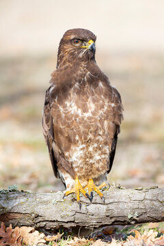 Selective focus of common buzzard (Buteo buteo) perched on an oak trunk against an unfocused background. Spain