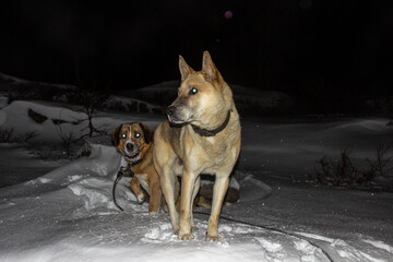 dogs in snow