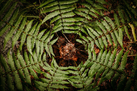 Leaves in a forest in winter