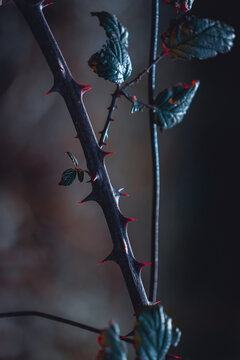 dry bramble plant in the nature