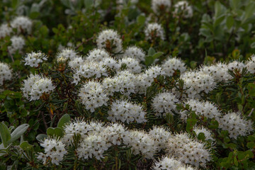 flowers in the grass