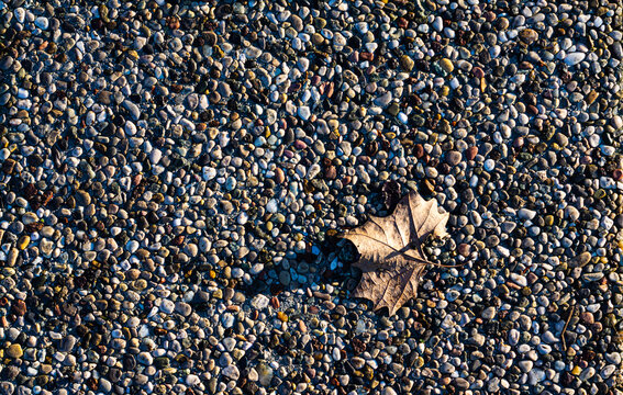 Dry maple leaf on the pebble pattern background outside