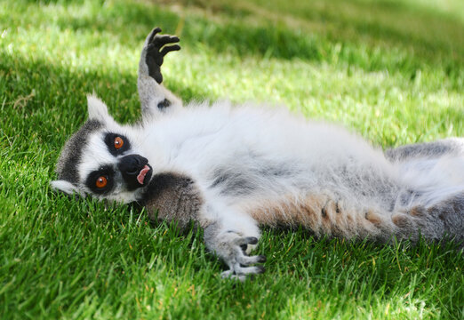 Lemur lying on its back on grass