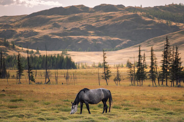 Obraz premium A lone horse grazes against the background of the mountains.