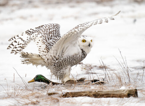 Snowy Owl wrestles with a mallard duck it captured in a Maine estuary.