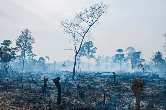 burned forrest to make space for agricultural fields  in Laos