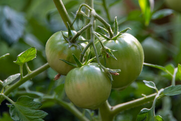 A bunch of unripe large green tomatoes hanging on a vine ripening being held up. There are large deep green leaves with deep veins on the cultivated branch of homegrown produce of raw beef tomatoes. - Powered by Adobe