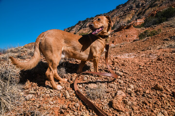 Dog at Palo Duro Canyon in North Texas 