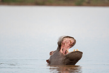 Fototapeta premium Hippo yawning in a lake