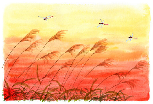 アナログ水彩夕焼け空とすすきと赤とんぼ の Stock イラスト | Adobe Stock