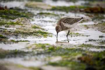 A small wading bird feeding on the seashore
