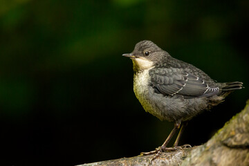A juvenile dipper bird stood on a twig