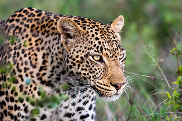 Fototapeta na wymiar Portrait of leopard in Sabi Sand