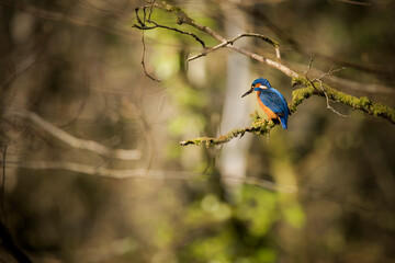 A colourful kingfisher bird perched on a branch