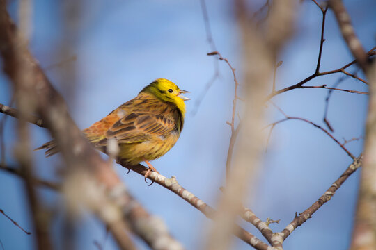 A Yellowhammer bird singing against a blue sky background