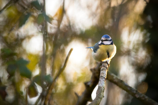 A Blue tit bird perched on a twig in a forest