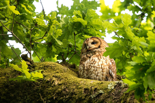 A tawny Owl sat in an Oak tree