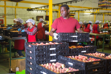 Ordinary male worker standing near boxes of fresh ripe peaches in fruit sorting factory