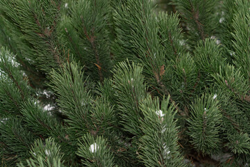 Christmas background with green branches of evergreen fir tree with snow.