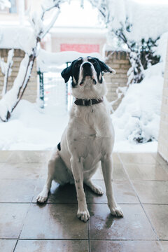 Dog waiting at the door to go out for a walk