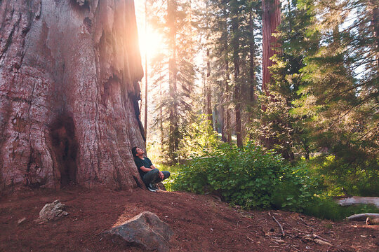Boy resting by a giant sequoia tree with the sun shining through.