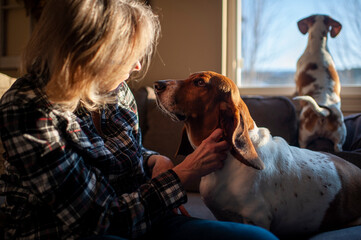 Woman 50-60 years old pets Basset Hound dog on couch at home