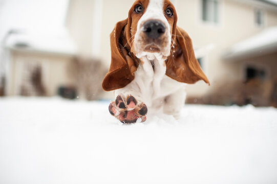 Below View Of Basset Hound Puppy's Paw Stepping Into The Snow Outdoors