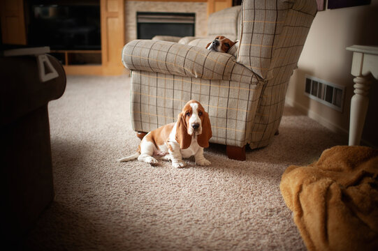Basset Hound puppy sits next to chair with older Basset hound dog