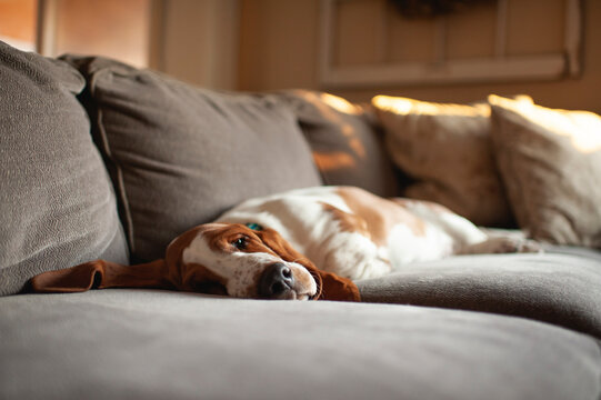 Tired Basset hound puppy with long ears lays on the couch at home