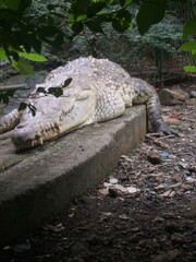 alligator in the swamp