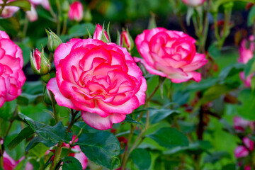 Nicole Pink Rose