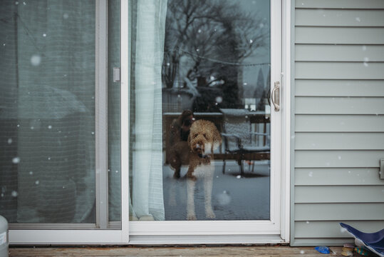 Dog Looking Out Sliding Glass Door While Snowing Outside