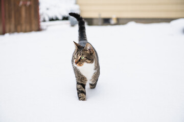 Housecat playing in the winter snow