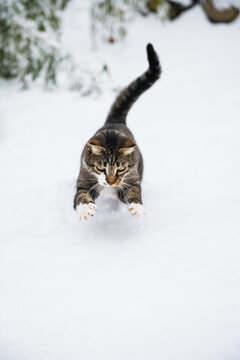 Housecat playing in the winter snow