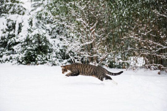 Housecat playing in the winter snow