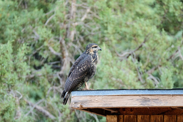 Young Blackhawk viewing surrounding