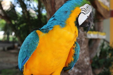 blue and gold macaw